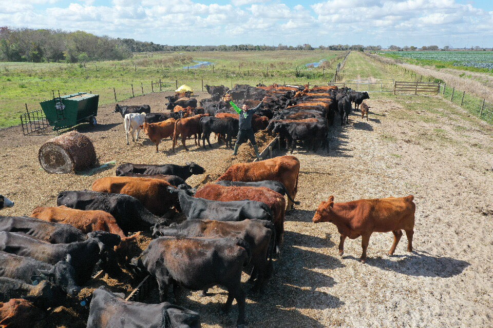 Cattle on a farm with a person leading them along a dirt path.